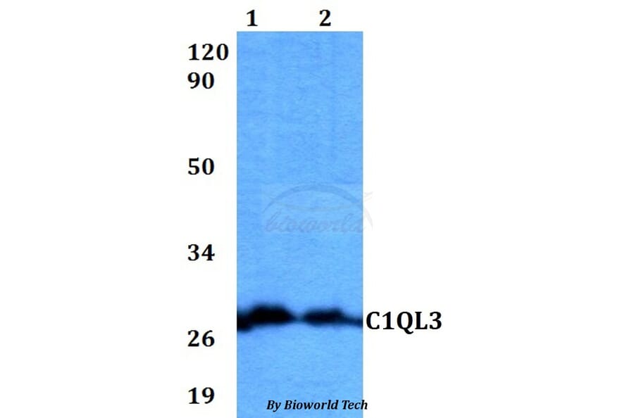 Anti-C1QL3 Antibody from Bioworld Technology (BS60568) - Antibodies.com