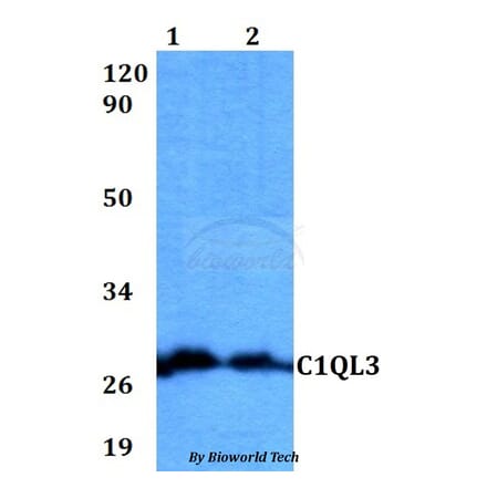Anti-C1QL3 Antibody from Bioworld Technology (BS60568) - Antibodies.com
