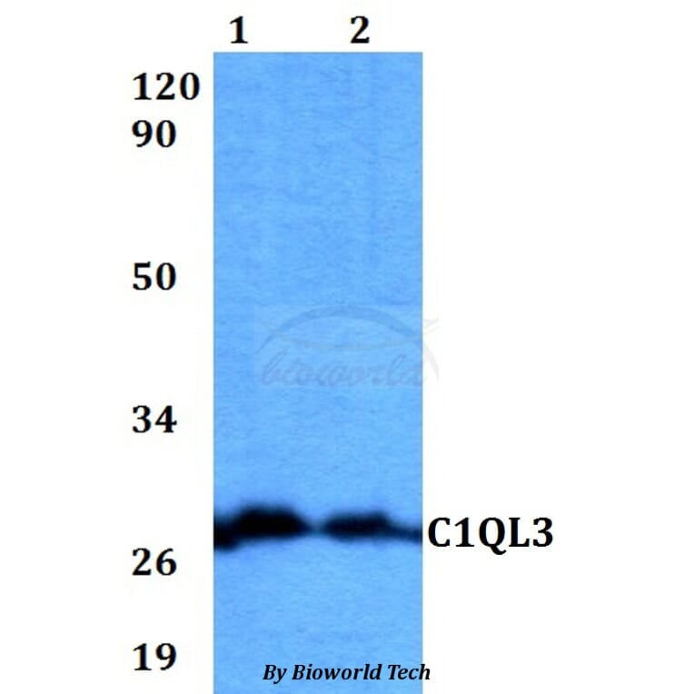 Anti-C1QL3 Antibody from Bioworld Technology (BS60568) - Antibodies.com