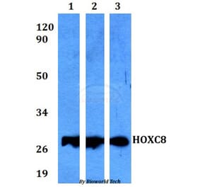 Anti-HOXC8 Antibody from Bioworld Technology (BS60569) - Antibodies.com