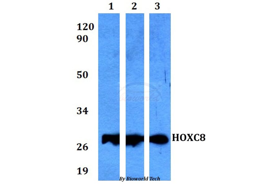 Anti-HOXC8 Antibody from Bioworld Technology (BS60569) - Antibodies.com