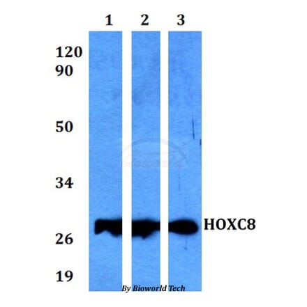 Anti-HOXC8 Antibody from Bioworld Technology (BS60569) - Antibodies.com