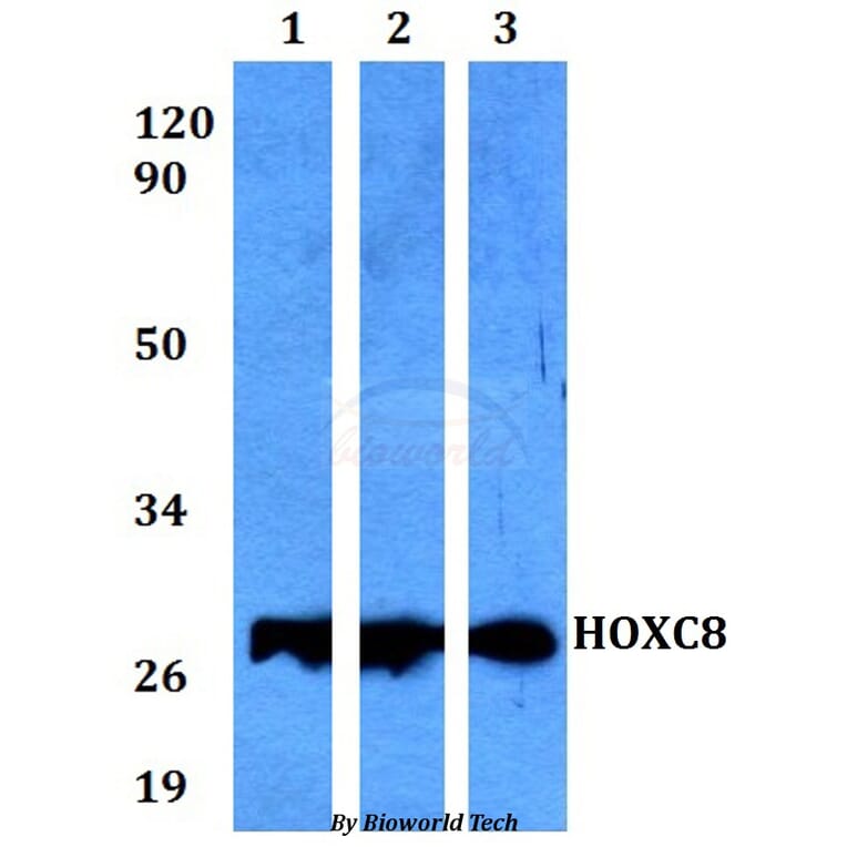 Anti-HOXC8 Antibody from Bioworld Technology (BS60569) - Antibodies.com