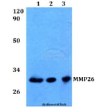 Anti-MMP26 Antibody from Bioworld Technology (BS60573) - Antibodies.com
