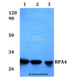 Anti-RPA4 Antibody from Bioworld Technology (BS60574) - Antibodies.com