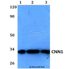 Anti-CNN1 Antibody from Bioworld Technology (BS60580) - Antibodies.com