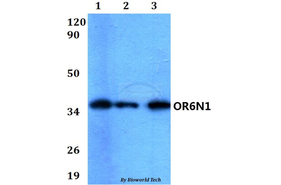 Anti-OR6N1 Antibody from Bioworld Technology (BS60581) - Antibodies.com