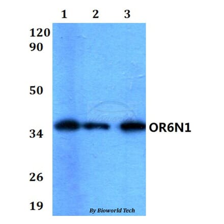 Anti-OR6N1 Antibody from Bioworld Technology (BS60581) - Antibodies.com