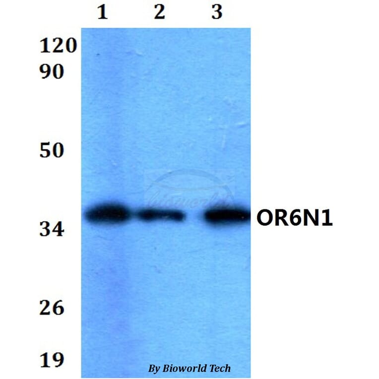 Anti-OR6N1 Antibody from Bioworld Technology (BS60581) - Antibodies.com