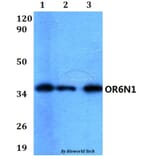Anti-OR6N1 Antibody from Bioworld Technology (BS60581) - Antibodies.com