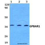 Anti-GPBAR1 Antibody from Bioworld Technology (BS60582) - Antibodies.com