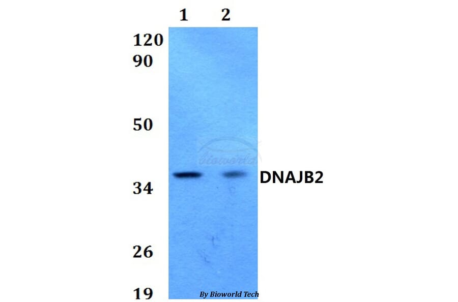 Anti-DNAJB2 Antibody from Bioworld Technology (BS60583) - Antibodies.com