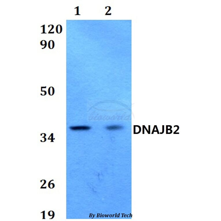 Anti-DNAJB2 Antibody from Bioworld Technology (BS60583) - Antibodies.com