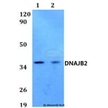 Anti-DNAJB2 Antibody from Bioworld Technology (BS60583) - Antibodies.com