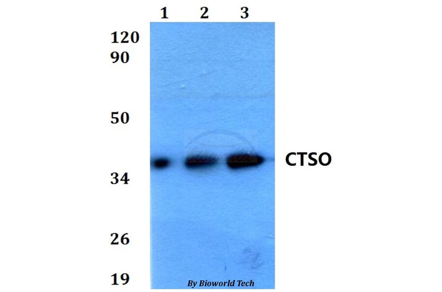 Anti-CTSO Antibody from Bioworld Technology (BS60584) - Antibodies.com