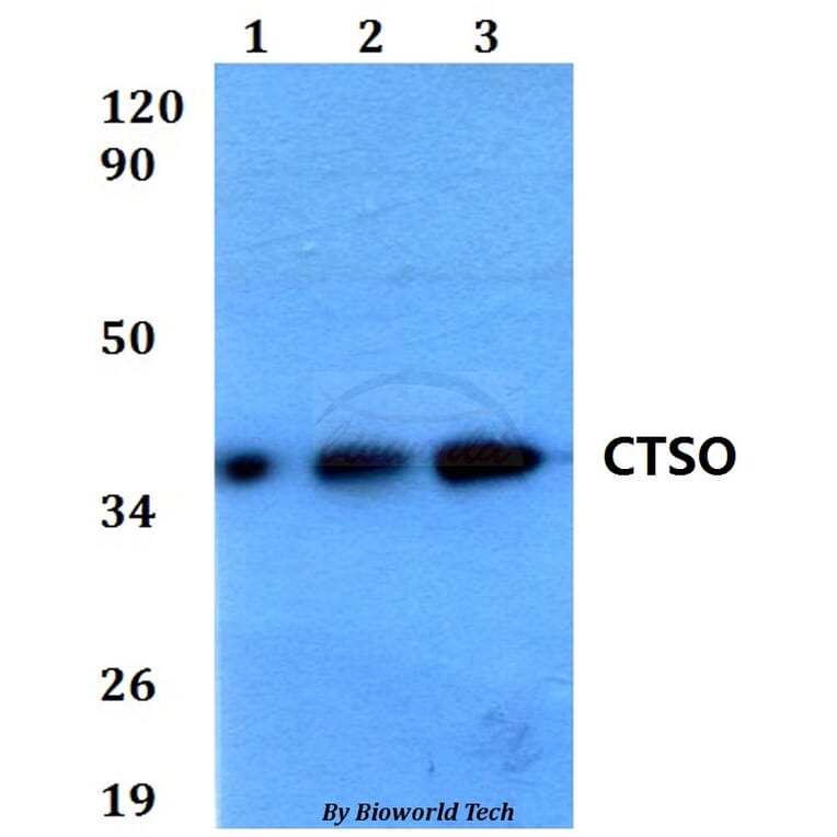 Anti-CTSO Antibody from Bioworld Technology (BS60584) - Antibodies.com