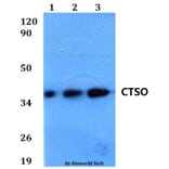 Anti-CTSO Antibody from Bioworld Technology (BS60584) - Antibodies.com