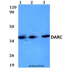 Anti-DARC Antibody from Bioworld Technology (BS60586) - Antibodies.com