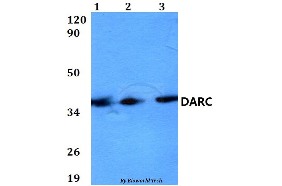 Anti-DARC Antibody from Bioworld Technology (BS60586) - Antibodies.com