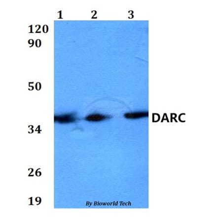 Anti-DARC Antibody from Bioworld Technology (BS60586) - Antibodies.com