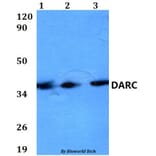 Anti-DARC Antibody from Bioworld Technology (BS60586) - Antibodies.com