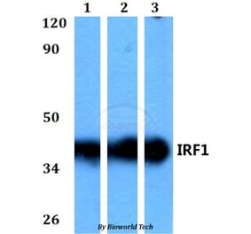 Anti-IRF1 Antibody from Bioworld Technology (BS60588) - Antibodies.com
