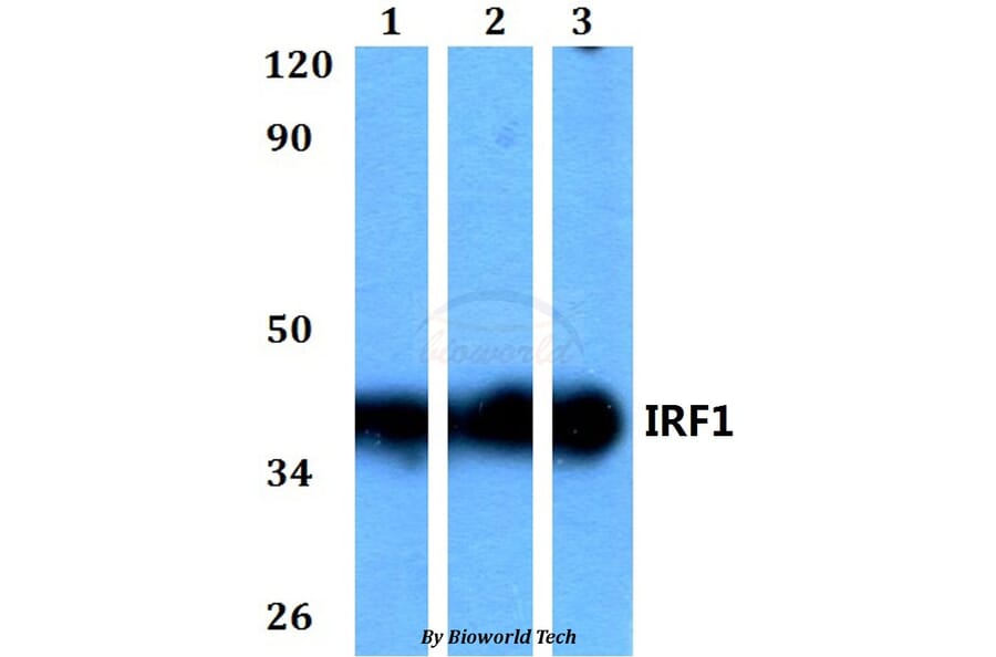 Anti-IRF1 Antibody from Bioworld Technology (BS60588) - Antibodies.com