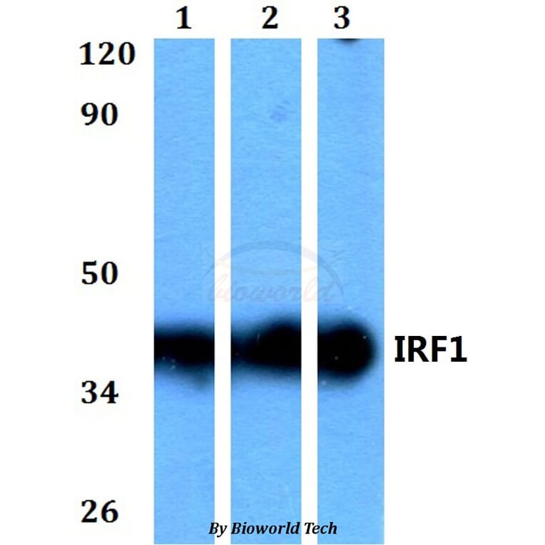 Anti-IRF1 Antibody from Bioworld Technology (BS60588) - Antibodies.com