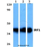 Anti-IRF1 Antibody from Bioworld Technology (BS60588) - Antibodies.com