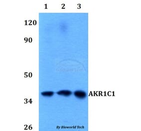 Anti-AKR1C1 Antibody from Bioworld Technology (BS60589) - Antibodies.com