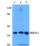 Anti-AKR1C1 Antibody from Bioworld Technology (BS60589) - Antibodies.com