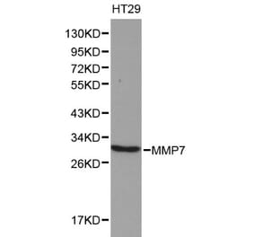 Anti-MMP-7 Antibody from Bioworld Technology (BS6059) - Antibodies.com