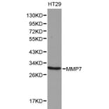 Anti-MMP-7 Antibody from Bioworld Technology (BS6059) - Antibodies.com