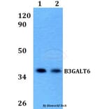 Anti-B3GALT6 Antibody from Bioworld Technology (BS60590) - Antibodies.com