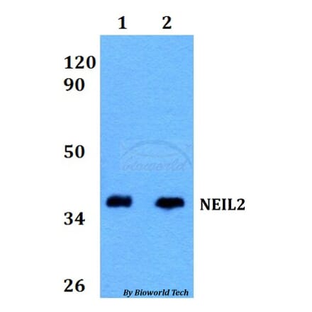 Anti-NEIL2 Antibody from Bioworld Technology (BS60591) - Antibodies.com