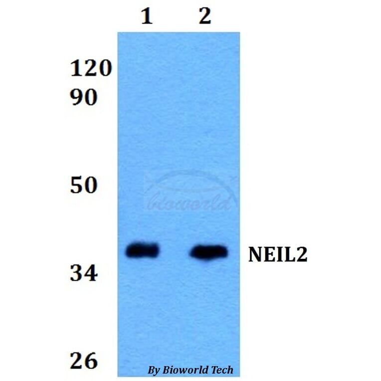 Anti-NEIL2 Antibody from Bioworld Technology (BS60591) - Antibodies.com