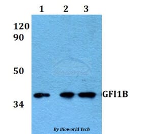 Anti-GFI1B Antibody from Bioworld Technology (BS60592) - Antibodies.com