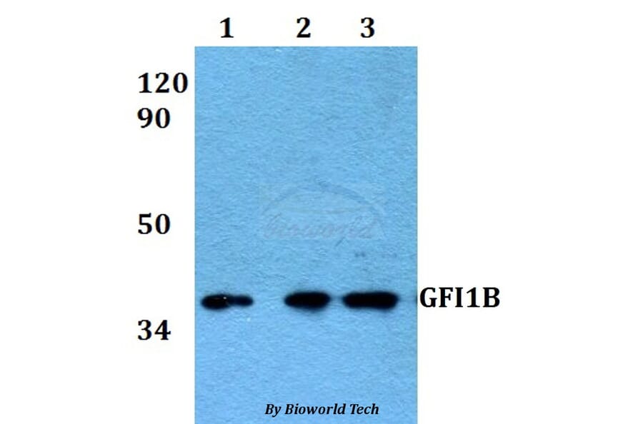 Anti-GFI1B Antibody from Bioworld Technology (BS60592) - Antibodies.com