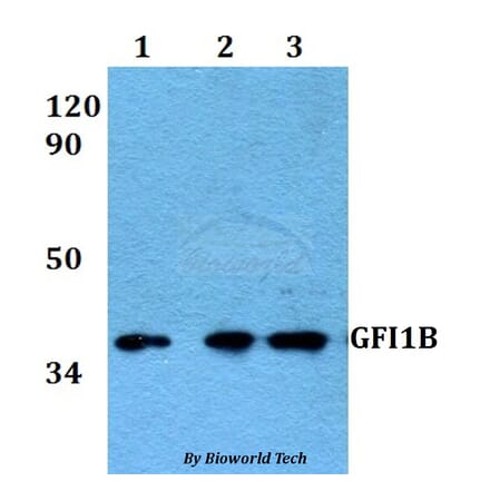 Anti-GFI1B Antibody from Bioworld Technology (BS60592) - Antibodies.com