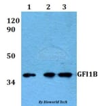 Anti-GFI1B Antibody from Bioworld Technology (BS60592) - Antibodies.com