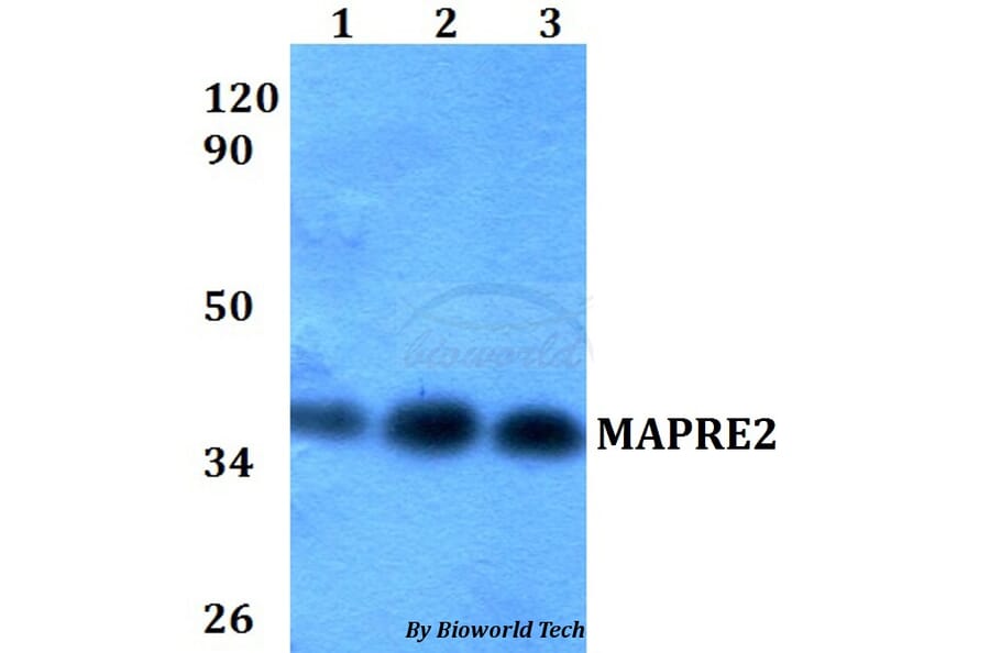 Anti-MAPRE2 Antibody from Bioworld Technology (BS60593) - Antibodies.com