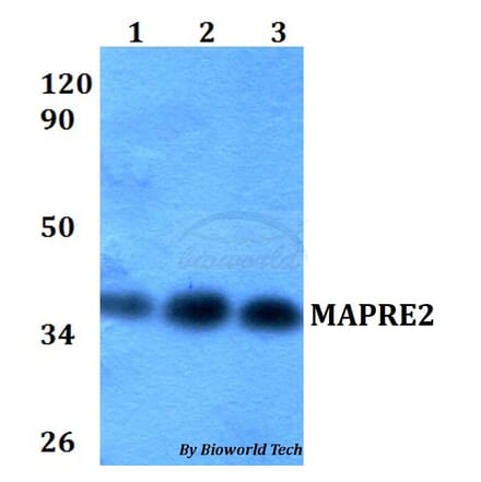 Anti-MAPRE2 Antibody from Bioworld Technology (BS60593) - Antibodies.com