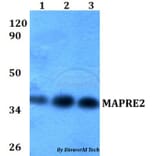 Anti-MAPRE2 Antibody from Bioworld Technology (BS60593) - Antibodies.com