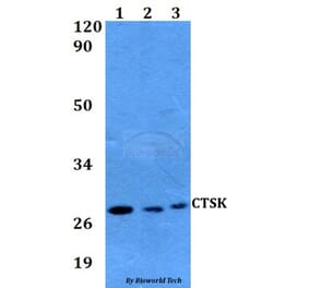 Anti-CTSK Antibody from Bioworld Technology (BS60594) - Antibodies.com