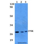 Anti-CTSK Antibody from Bioworld Technology (BS60594) - Antibodies.com