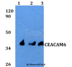 Anti-CEACAM6 Antibody from Bioworld Technology (BS60595) - Antibodies.com