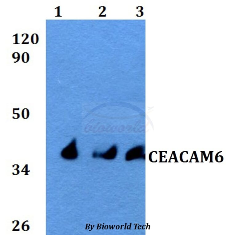 Anti-CEACAM6 Antibody from Bioworld Technology (BS60595) - Antibodies.com