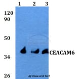 Anti-CEACAM6 Antibody from Bioworld Technology (BS60595) - Antibodies.com