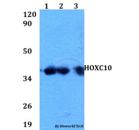 Anti-HOXC10 Antibody from Bioworld Technology (BS60596) - Antibodies.com