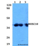 Anti-HOXC10 Antibody from Bioworld Technology (BS60596) - Antibodies.com